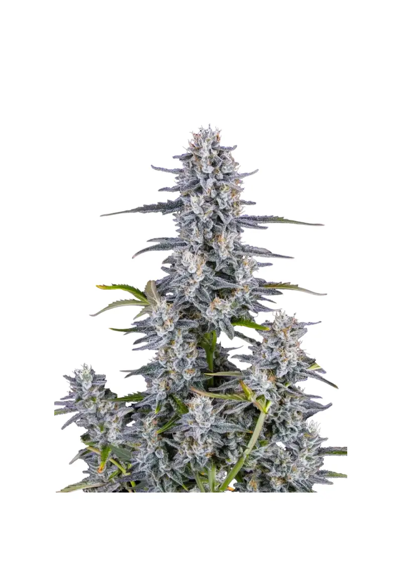 Super Boof Auto, Фасовка: 1